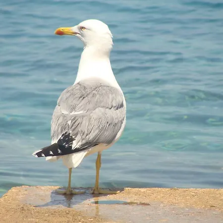 Nyaraló Mirna Sušica