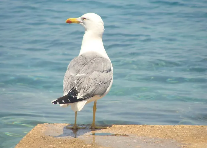 Hébergement de vacances Mirna Sušica