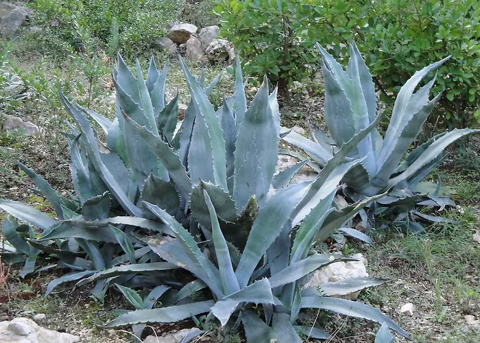 Дом отдыха Mirna